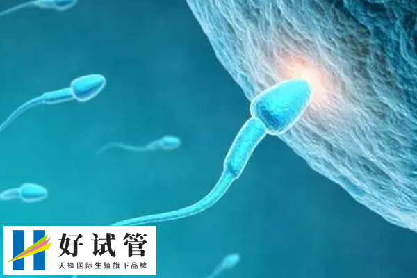 AMH1.0自然怀孕几率(图1)