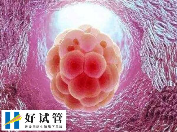 6ac和6aa囊胚的质量被认为是非常优质的