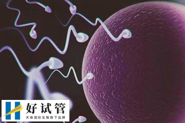 试管婴儿与自然受孕儿相似