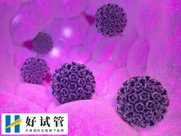 着床率高是囊胚移植的优点